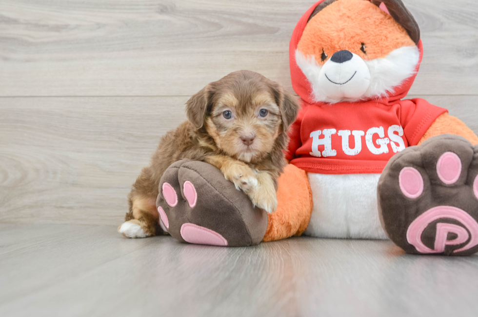6 week old Shih Poo Puppy For Sale - Windy City Pups