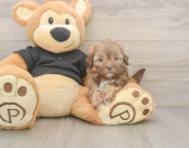 6 week old Shih Poo Puppy For Sale - Windy City Pups