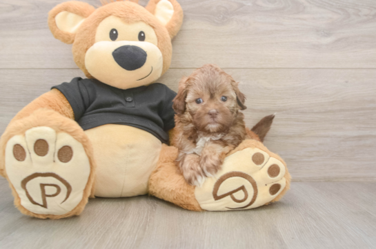 5 week old Shih Poo Puppy For Sale - Windy City Pups Best Shih Poo Baby