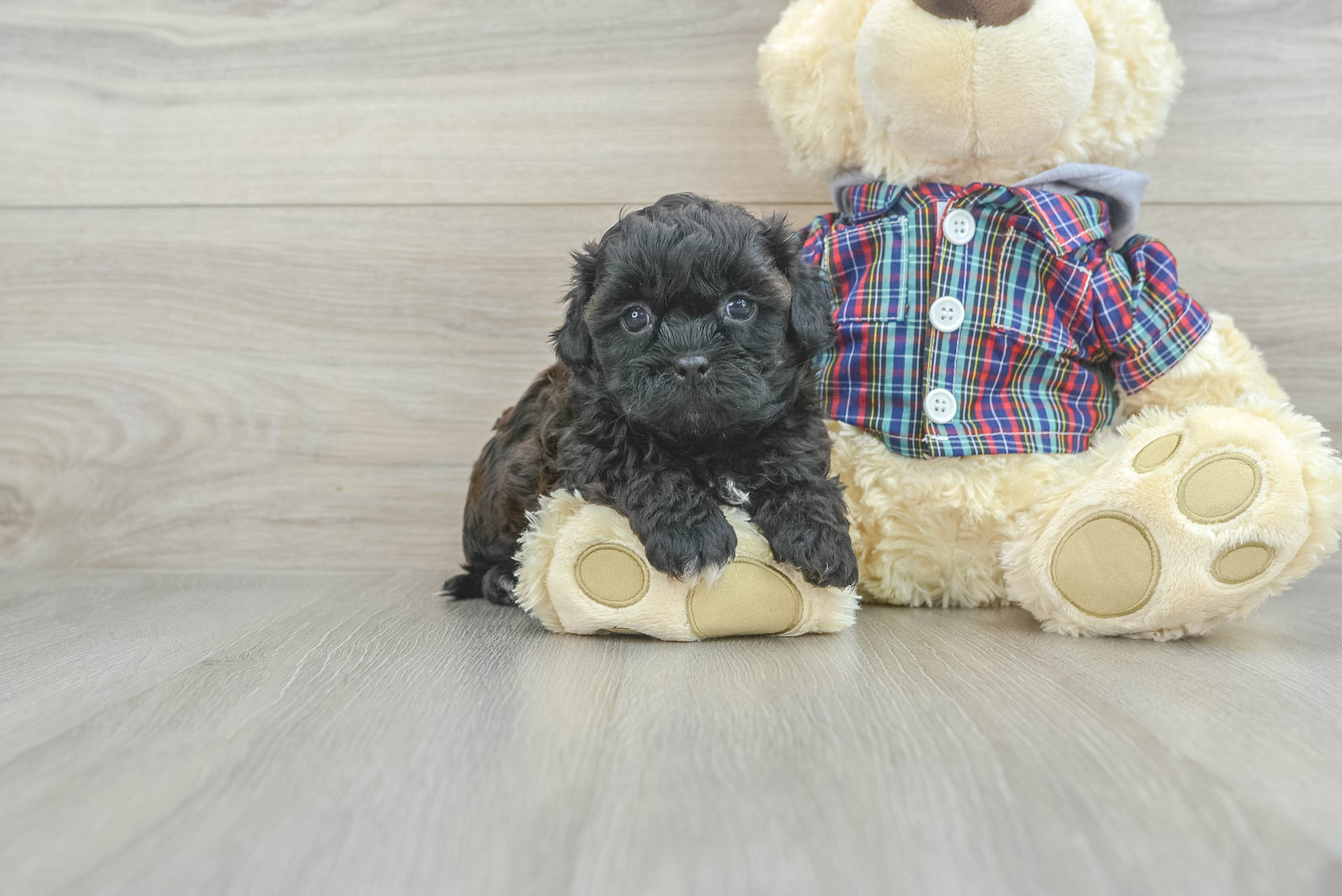 Shih Poo Puppy for Adoption