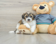 8 week old Shih Poo Puppy For Sale - Windy City Pups