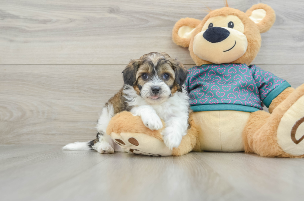 6 week old Shih Poo Puppy For Sale - Windy City Pups