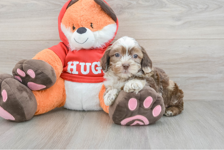 Best Shih Poo Baby