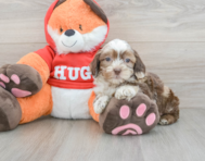 8 week old Shih Poo Puppy For Sale - Windy City Pups