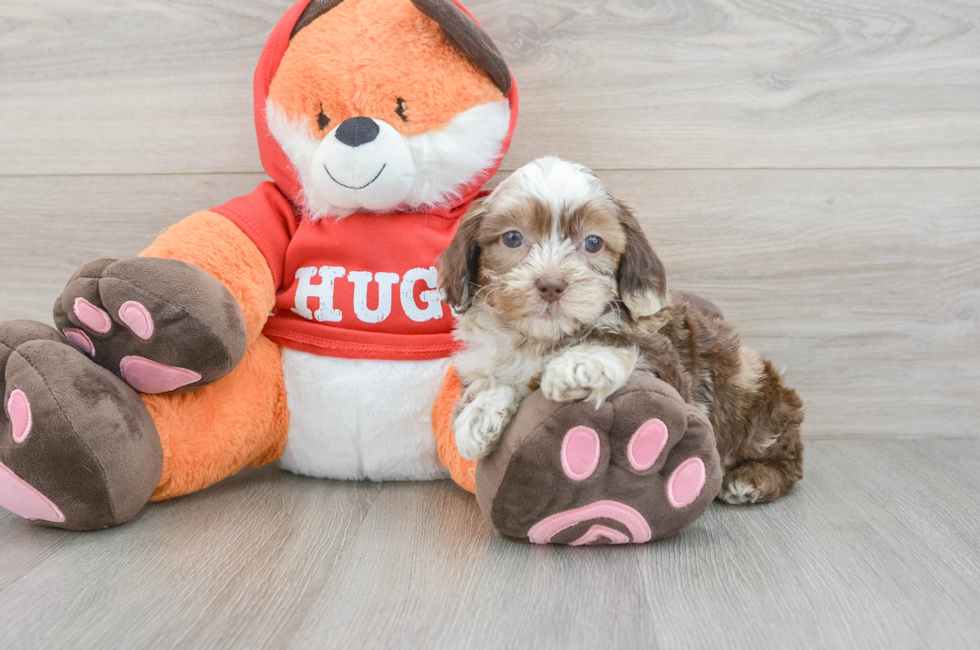 6 week old Shih Poo Puppy For Sale - Windy City Pups