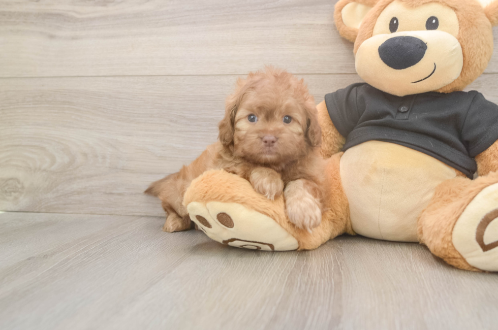 5 week old Shih Poo Puppy For Sale - Windy City Pups