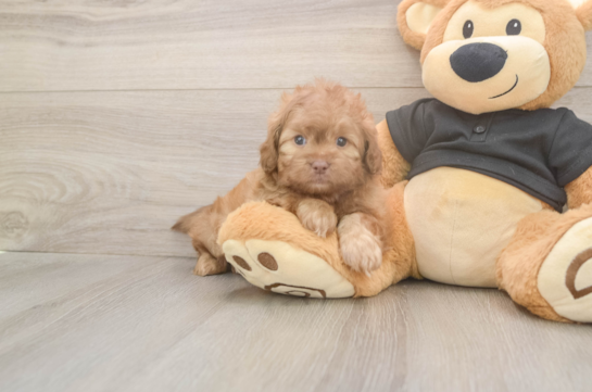 5 week old Shih Poo Puppy For Sale - Windy City Pups Shih Poo Pup Being Cute