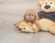 5 week old Shih Poo Puppy For Sale - Windy City Pups 5 week old Shih Poo Puppy For Sale - Windy City Pups