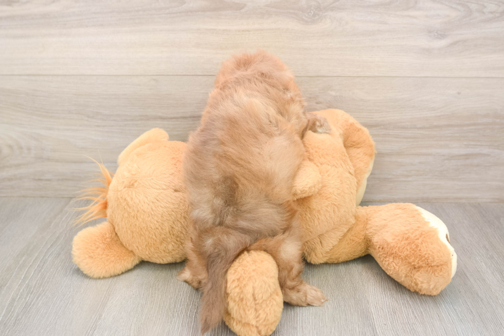 Shih Poo Pup Being Cute