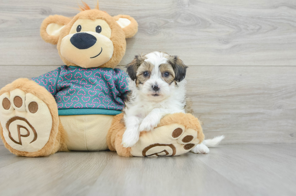 6 week old Shih Poo Puppy For Sale - Windy City Pups