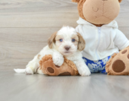 7 week old Shih Poo Puppy For Sale - Windy City Pups