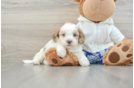 Shih Poo Pup Being Cute