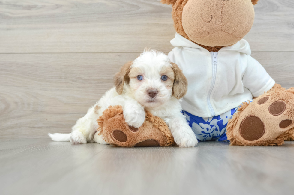 5 week old Shih Poo Puppy For Sale - Windy City Pups