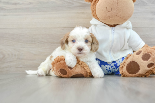 Shih Poo Pup Being Cute