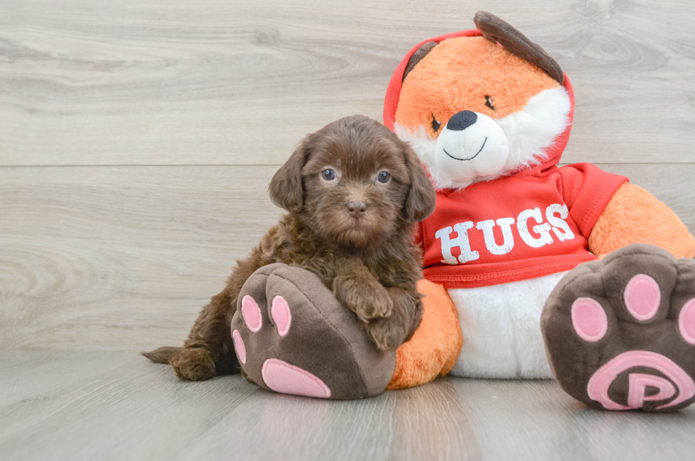 6 week old Shih Poo Puppy For Sale - Windy City Pups
