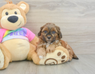 8 week old Shih Poo Puppy For Sale - Windy City Pups