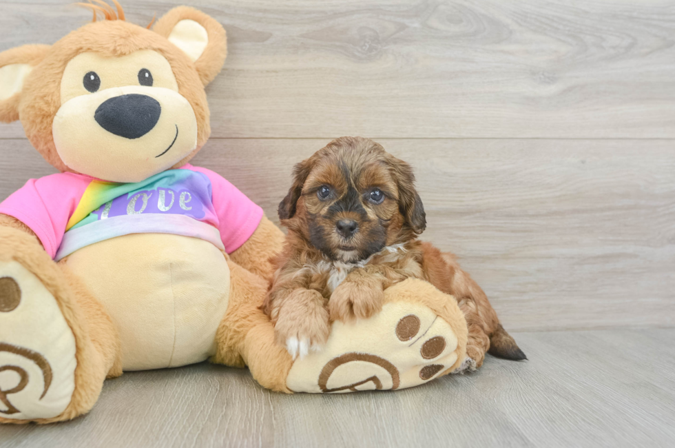 6 week old Shih Poo Puppy For Sale - Windy City Pups