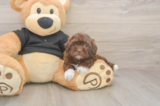 5 week old Shih Poo Puppy For Sale - Windy City Pups Petite Shih Poo Poodle Mix Pup