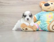 7 week old Shih Poo Puppy For Sale - Windy City Pups