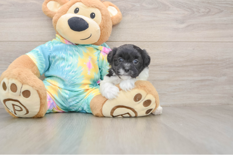 Small Shih Poo Baby
