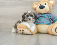 8 week old Shih Poo Puppy For Sale - Windy City Pups