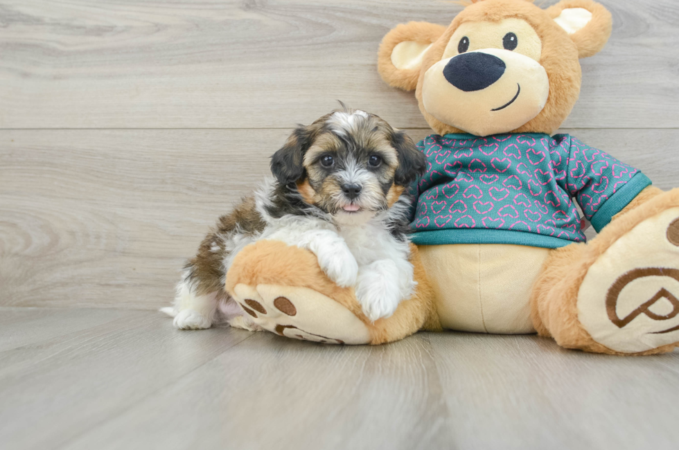 6 week old Shih Poo Puppy For Sale - Windy City Pups