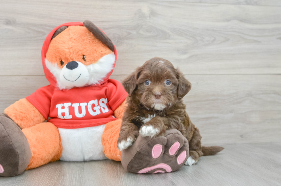 6 week old Shih Poo Puppy For Sale - Windy City Pups