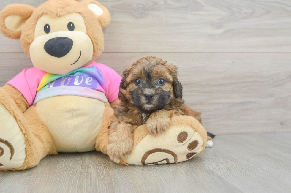 6 week old Shih Poo Puppy For Sale - Windy City Pups