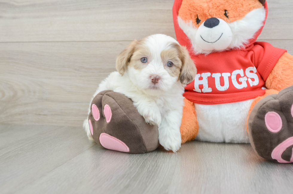 6 week old Shih Poo Puppy For Sale - Windy City Pups