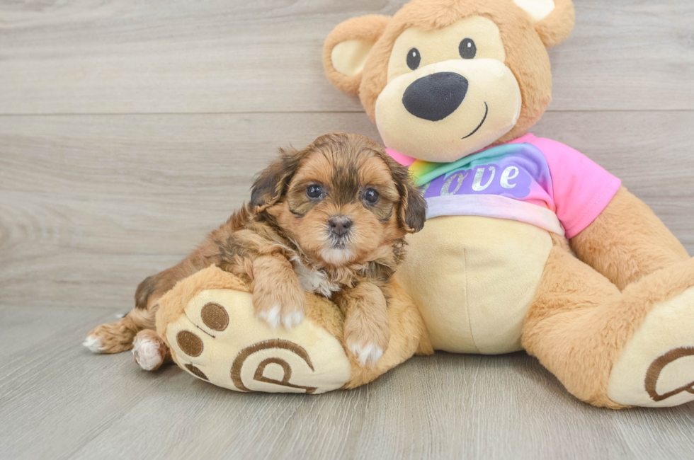 6 week old Shih Poo Puppy For Sale - Windy City Pups