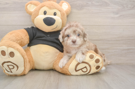 5 week old Shih Poo Puppy For Sale - Windy City Pups Sweet Shih Poo Baby