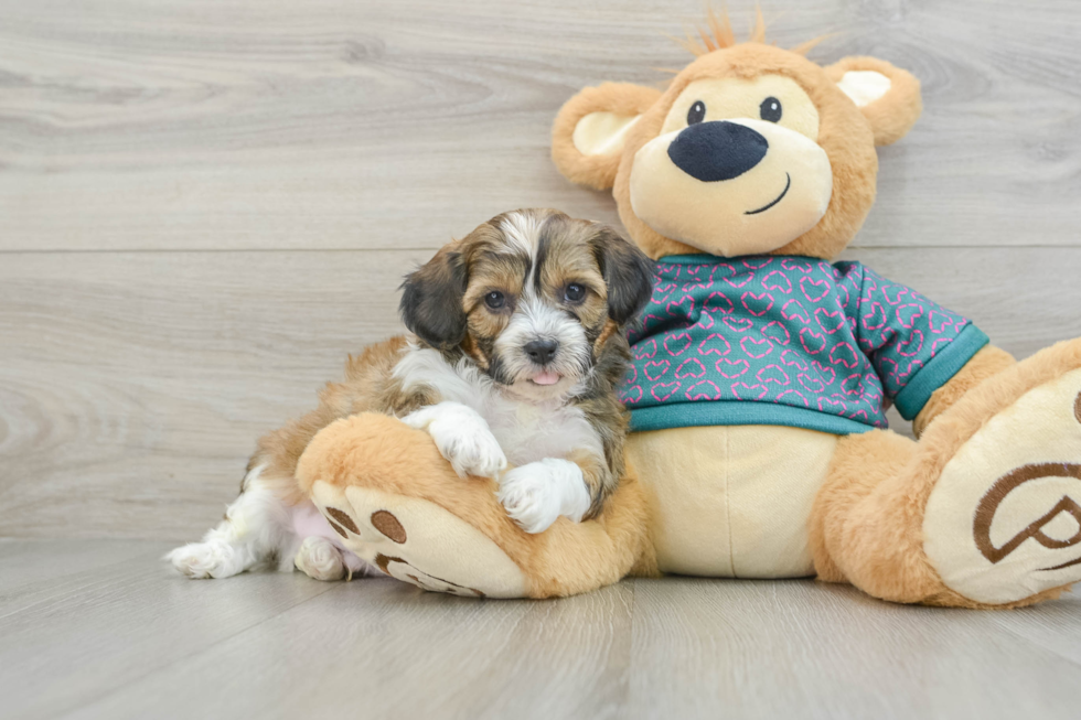 Funny Shih Poo Poodle Mix Pup