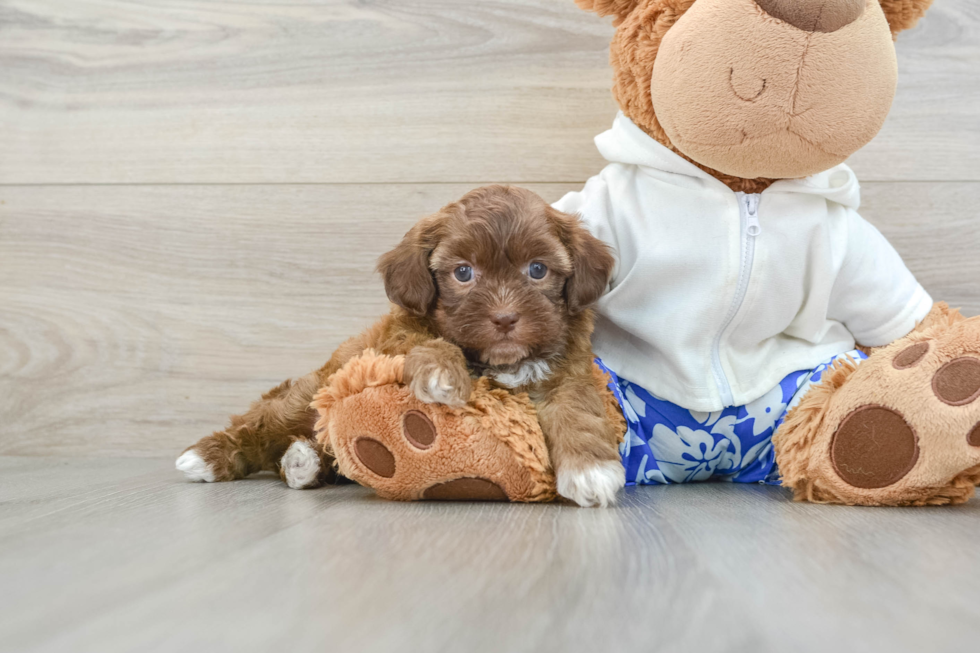 Shih Poo Puppy for Adoption