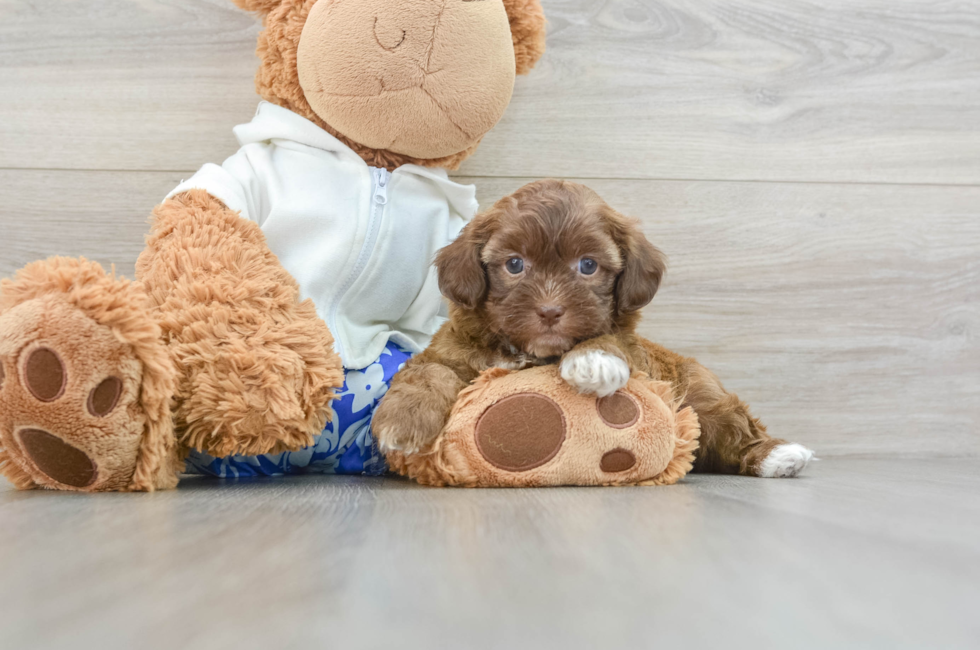 5 week old Shih Poo Puppy For Sale - Windy City Pups