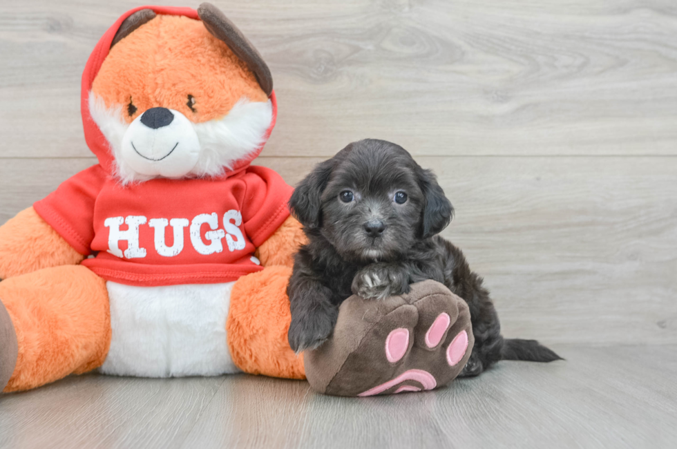 6 week old Shih Poo Puppy For Sale - Windy City Pups