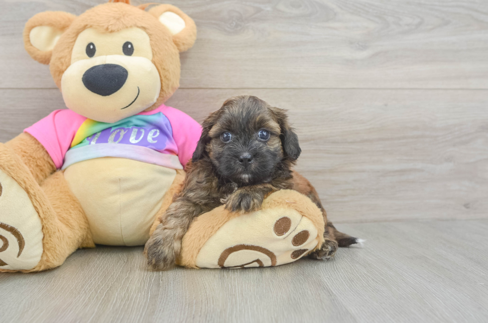 6 week old Shih Poo Puppy For Sale - Windy City Pups