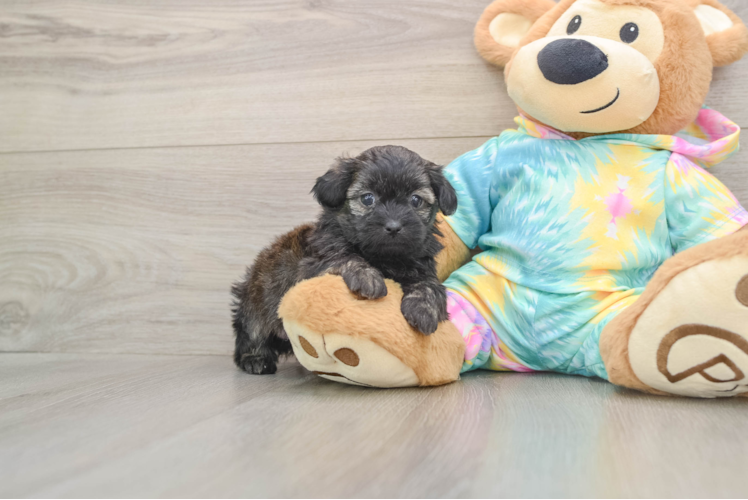 Cute Shih Poo Baby