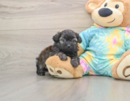 7 week old Shih Poo Puppy For Sale - Windy City Pups