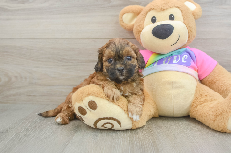 6 week old Shih Poo Puppy For Sale - Windy City Pups