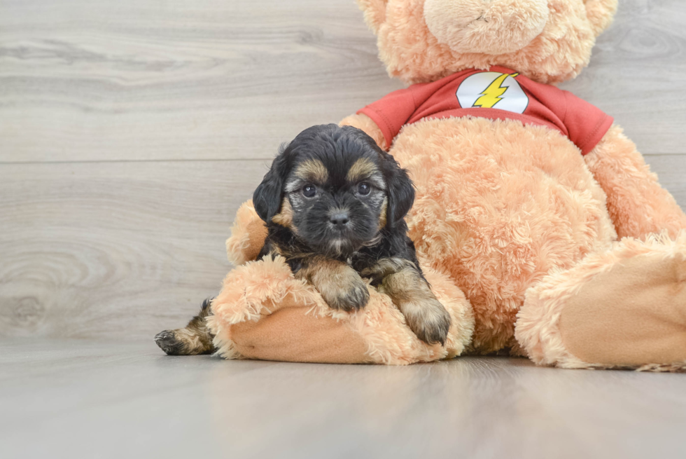 Shih Poo Puppy for Adoption