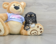 7 week old Shih Poo Puppy For Sale - Windy City Pups