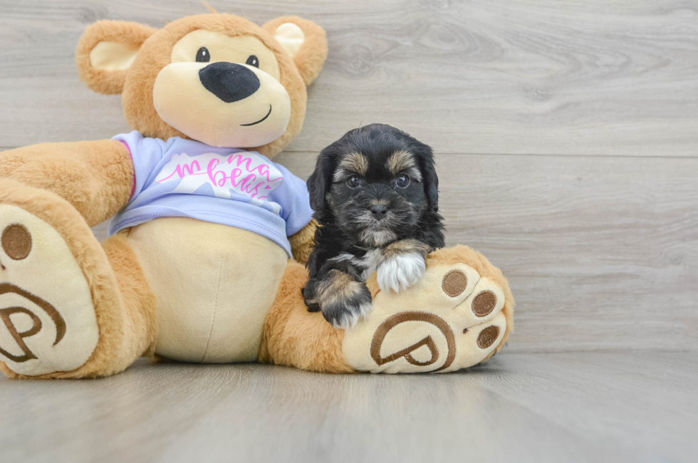 7 week old Shih Poo Puppy For Sale - Windy City Pups