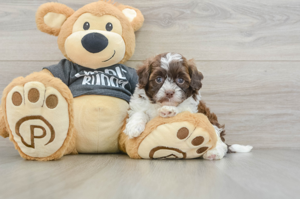5 week old Shih Poo Puppy For Sale - Windy City Pups