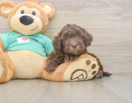 7 week old Shih Poo Puppy For Sale - Windy City Pups