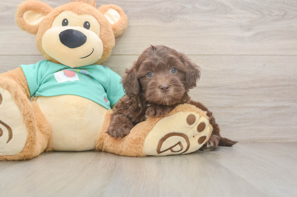 5 week old Shih Poo Puppy For Sale - Windy City Pups