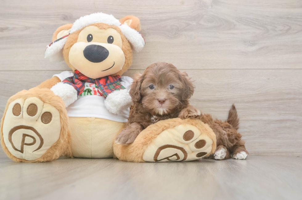 5 week old Shih Poo Puppy For Sale - Windy City Pups