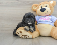 7 week old Shih Poo Puppy For Sale - Windy City Pups