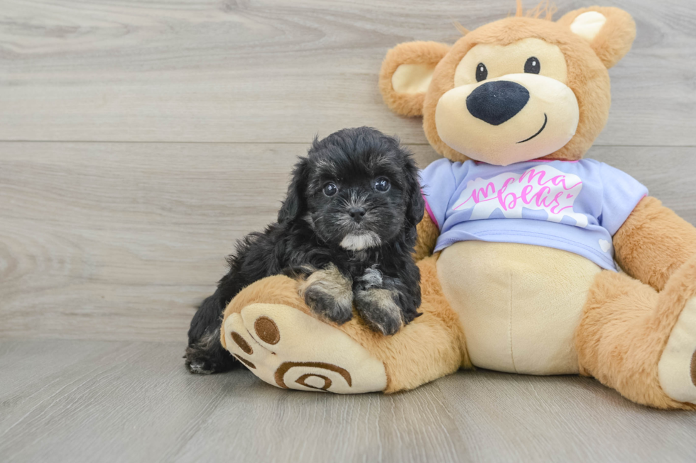 Petite Shih Poo Poodle Mix Pup