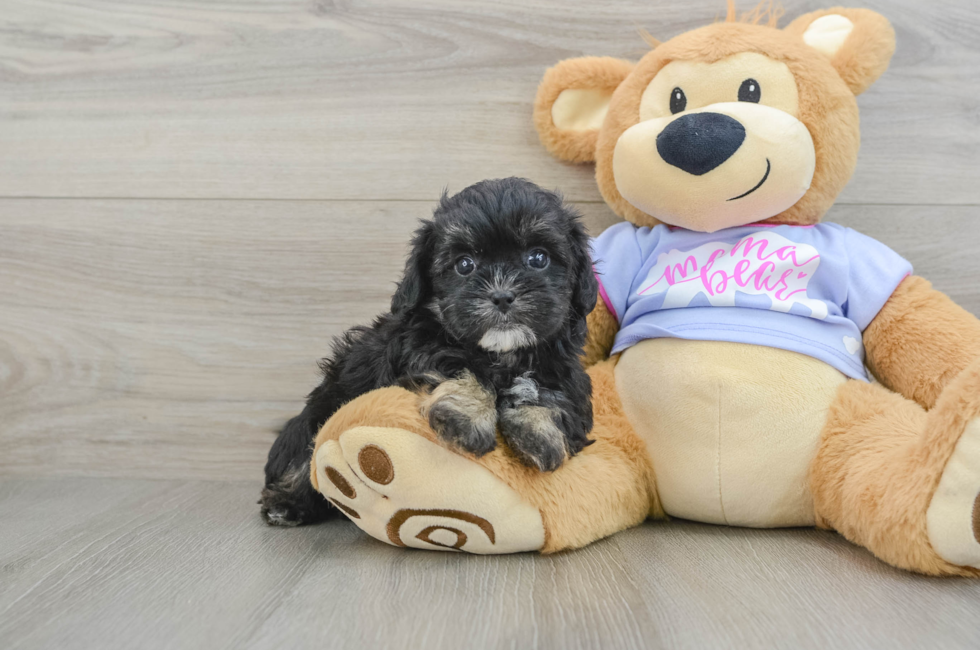 7 week old Shih Poo Puppy For Sale - Windy City Pups