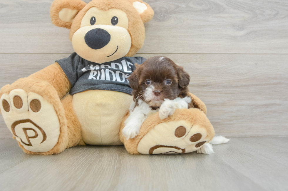 5 week old Shih Poo Puppy For Sale - Windy City Pups